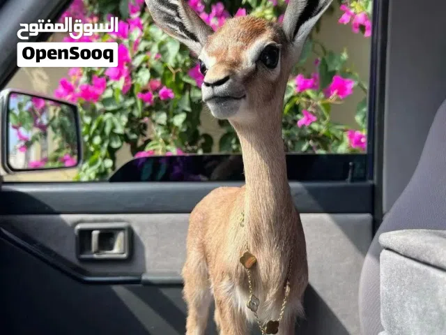 عناق غزال الريم ربي يبارك