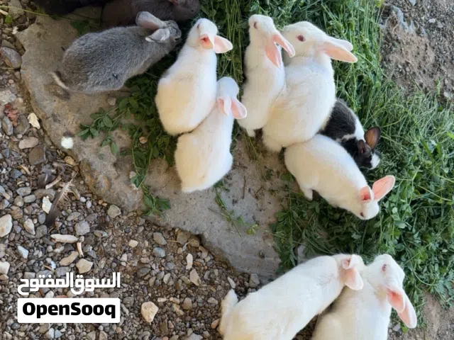ارنب للبيع او بدل بطيور