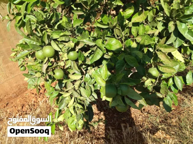 Mixed Use Land for Sale in Benghazi Sidi Khalifa