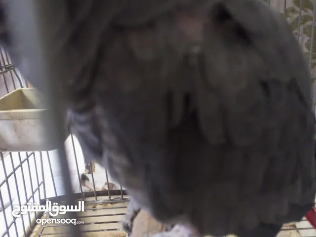 ببغاء كاسكو متكلم بطلاقه ما بسكت بغني الصيصان وصلاه والله اكبر كلام كثيييير مكفووول كلام في نتشه ب