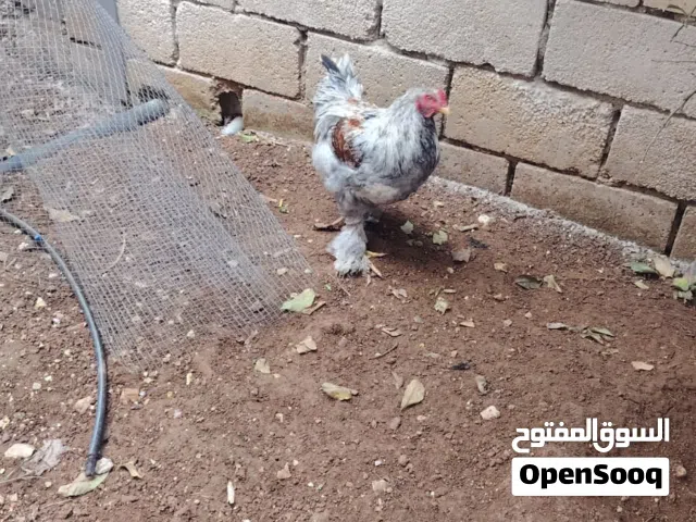 بسعر مغري اربع ديوك براهمه أقرء الوصف جيداً