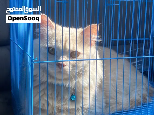 قطط للبيع _cats for sale