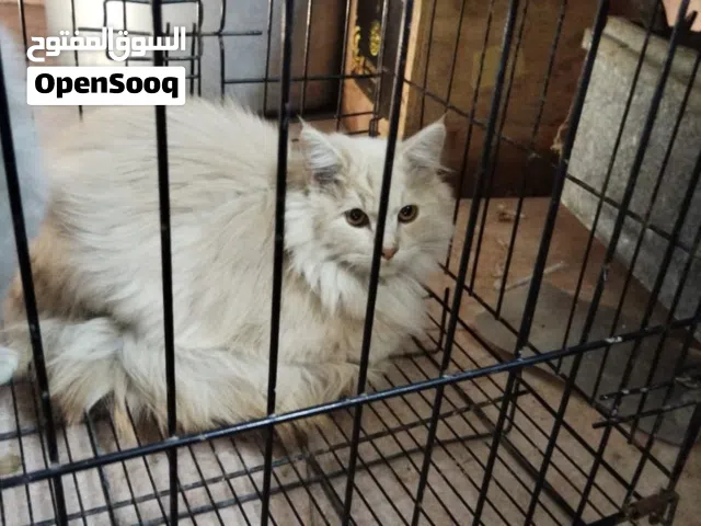 حيوانات قطط