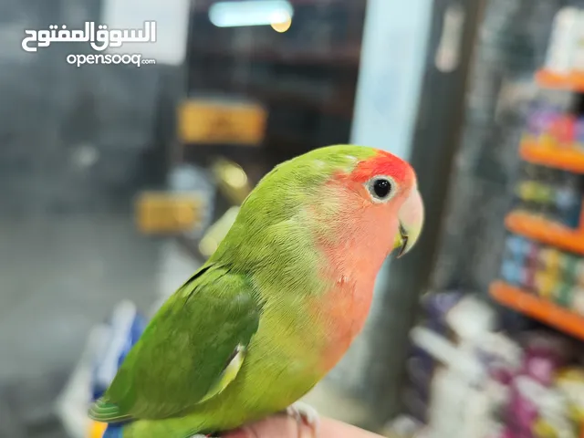ببغاء روز اليف من احلى الانواع و الاحجام خرج اطفال اليف جدا بقعد ع كفتك بتفرج معك عالمسلسل