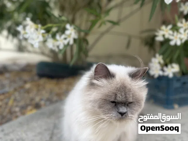 هملايا اصلي