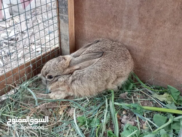 سلام عليكم أعلان ع  (أرنب بري ) تحت كل شي