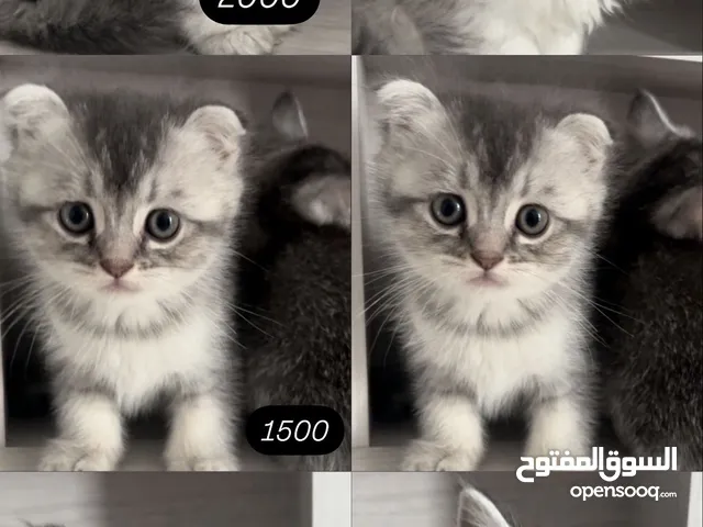قطط أليفة kitten cats