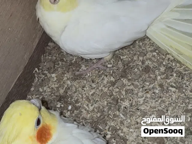 جوز كوكتيل لاتينو جامبو منتج