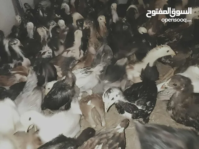 فراخ بناديق باكستاني