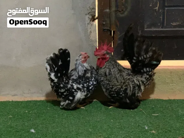 مطلوب ديك  كيني