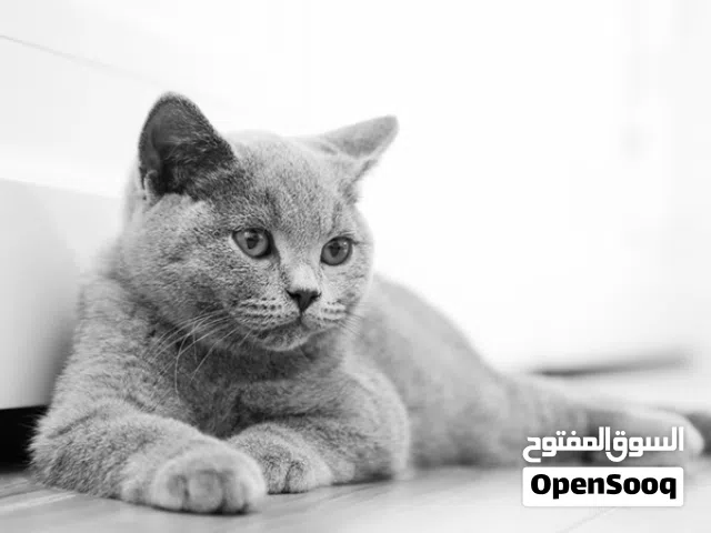 قط ذكر للتبني شهرين