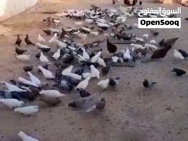 حمام   للبيع