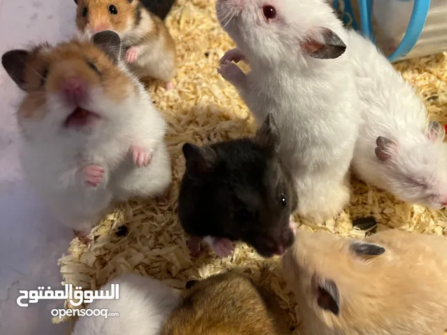 Syrian Hamsters – Babies & Adults Available – Different Colors – Healthy & Active