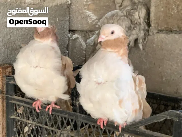 زوج كشكي فول شرط التبزير احلاة من الصوره