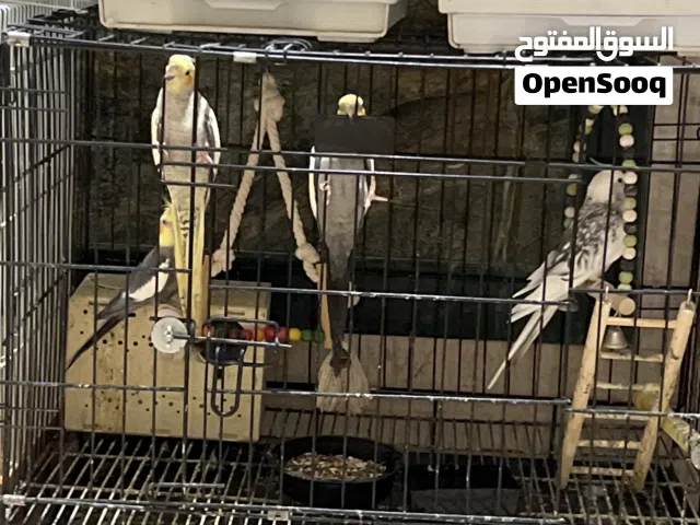 بيع طيور متنوعه