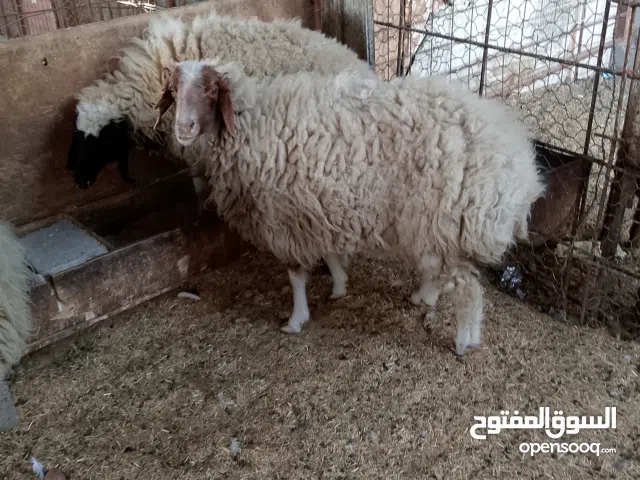 وراجين اللبيع البصره الشعيبه