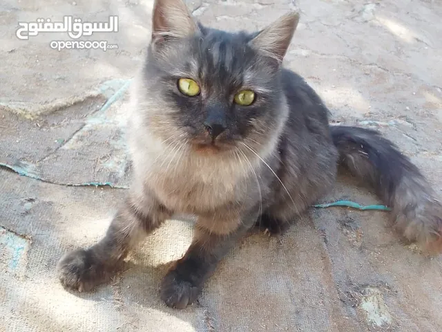 قط شيرازي ذكر