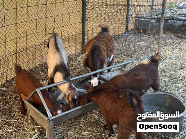 اغنام للبيع