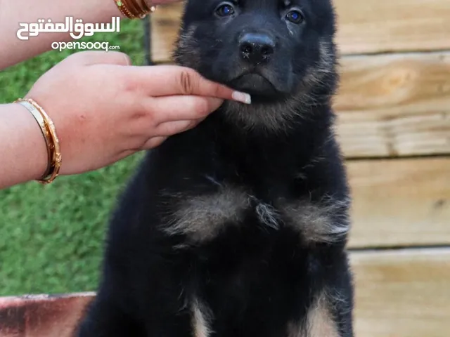 German shepherd puppies يراوه جيرمن شيبرد