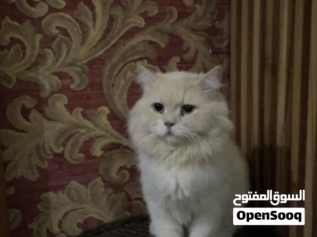 عبدالله المازمي