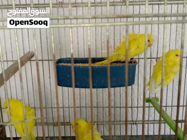 كوم حب ما شاء الله