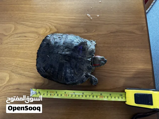 للبيع- السلحفاة حمراء الأذنين (The red-eared slider turtle)