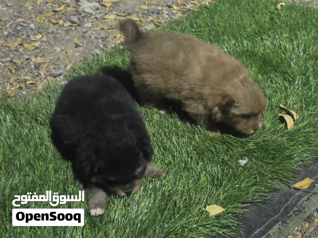 بيميريان للبيع Dogs for sale Pomeranian