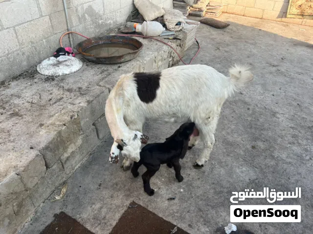 عنزة وراها جدي بل صلاه على النبي ريشت الحبة