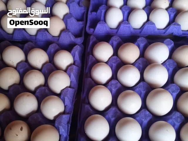 بيض بلدي طازج