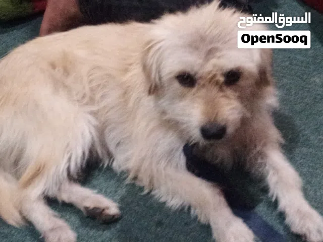 كلبه روسيه السعر قابل للتفاوض