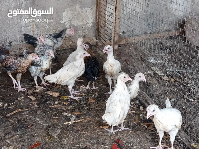 افراخ عرب و ابو ركيبة و كويتي