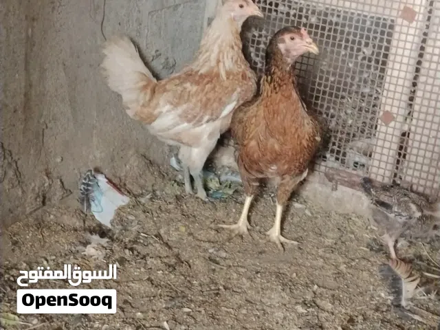 دجاج عرب اصلي من أمه