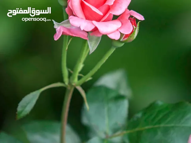مرام علي دخل الله