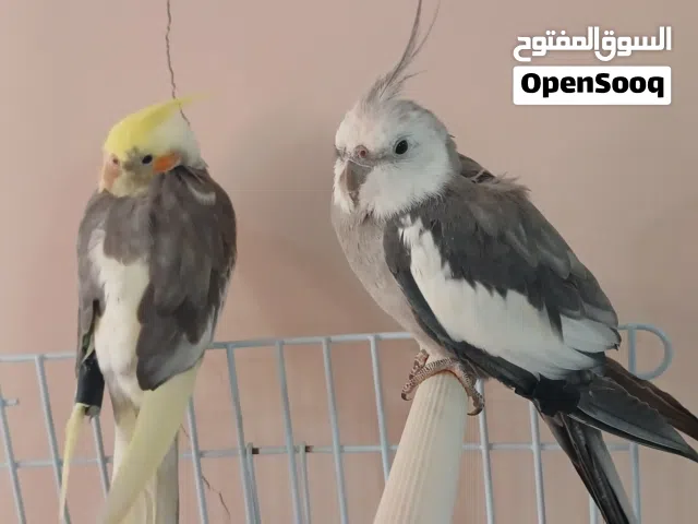 ببغاء كوكتيل وايت فيس ذكر  الييف جدا  وانثى  الذكر بيقلد كم نغمة التواصل واتس الرجاء عدم الرن