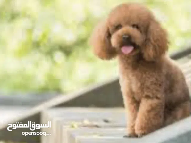 مطلوب كلب بودل للتبني