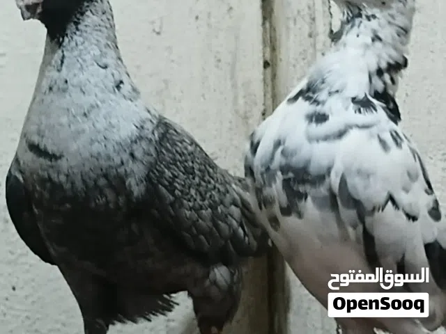 جوز الفحل قرقاطي والطيره ذبانيه