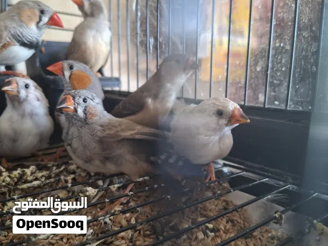 اربع جواز جنة للبيع او للبدل شوف الوصف