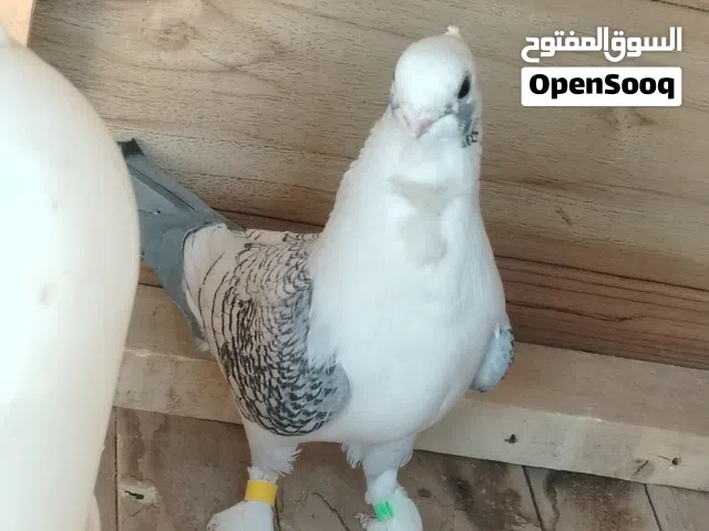 نثيه حب الرمان صاحيه ميه ميه