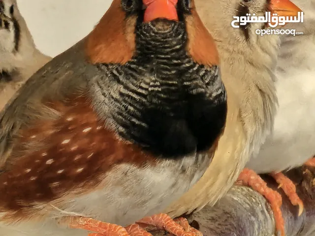 للبيع زوج زييرا انتاج البحرين