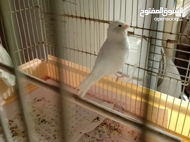 كناري بلجيكي شريانه