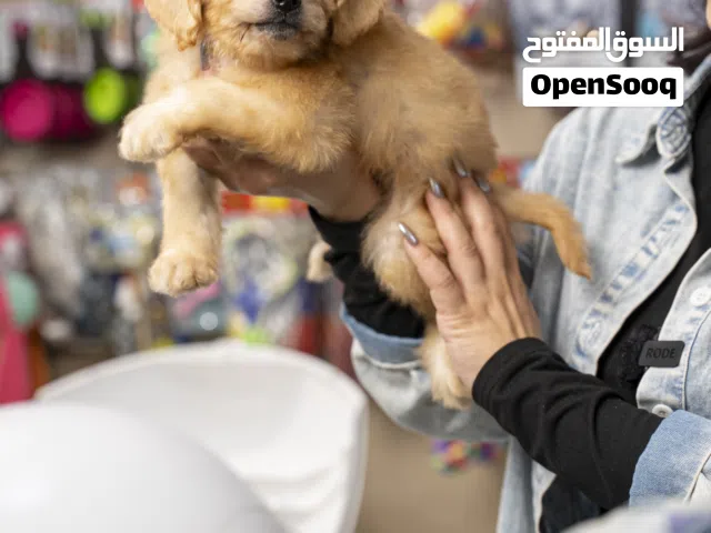 مالتيبو وجراء منزليه مميزه مع جميع مستلزماتها