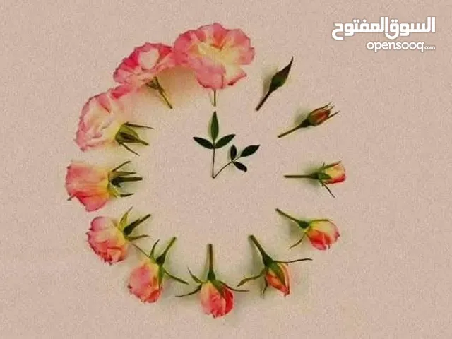 معلمة تأسيس للأطفال وتعليم كبار السن ( محو الأمية)