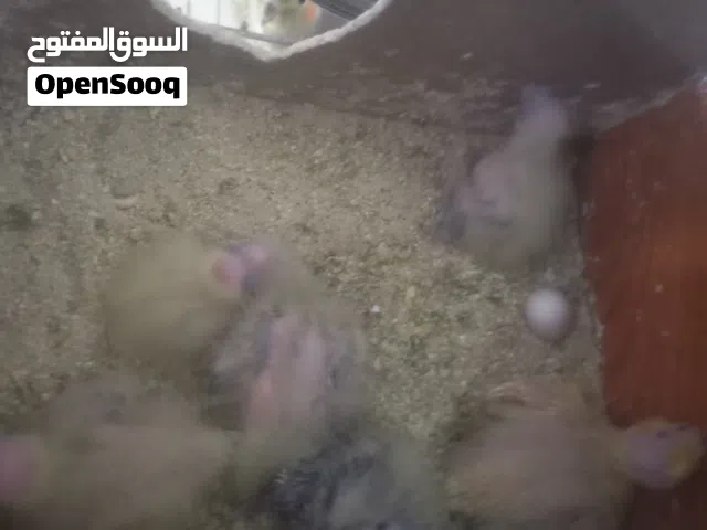 فراخ كوكتيل حبشيات عمر اسبوع الى اسبوعين