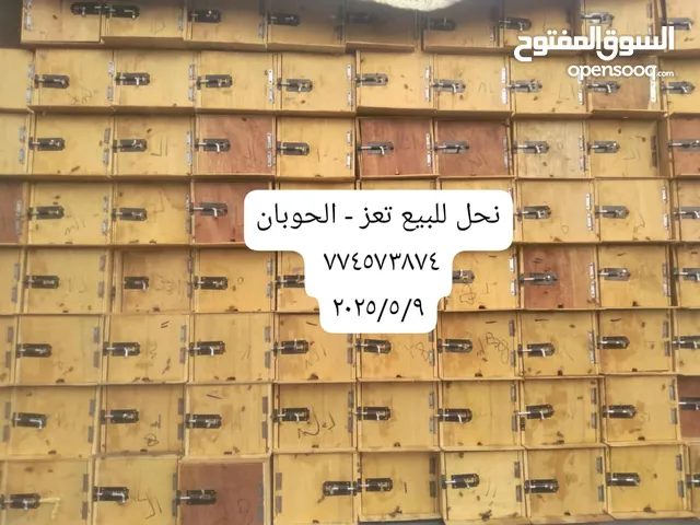 نحل بلدي قوي جدا للبيع في الحوبان ، نحل بلدي قوي جدا للبيع في الحوبان