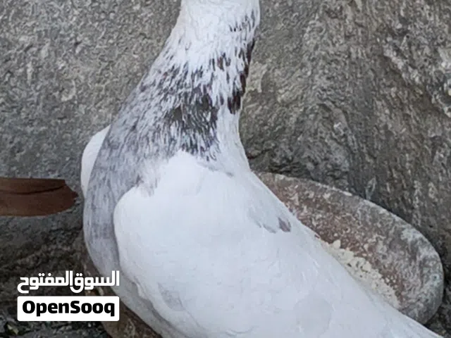 متاح 6جواز. اجوز بي 5 ليرات