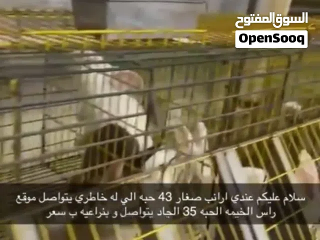 ارانب راس الخيمه
