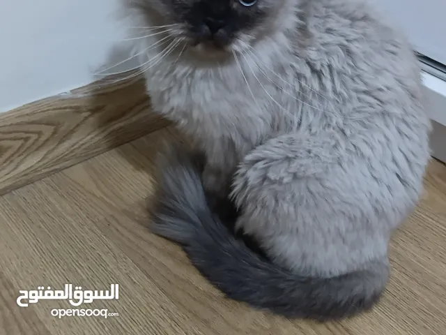 قطة سكوتش فولد هيمالايا