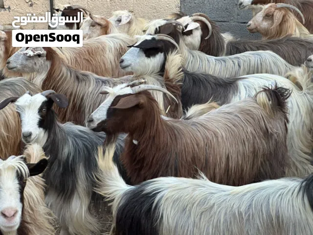 أغنام عمانيات كلهن من قطيع واحد مصدرهن موثوق كل شي سليم فيهن