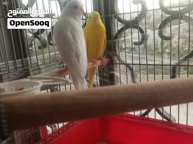 عصفير الذكر البينو الاءنثا لاتينو جوز منتج زااءد قفص مرتب الفرخا بدها اتبيض