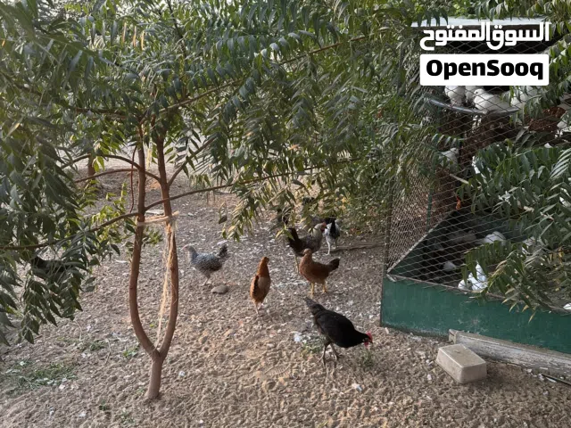 دياي لبيع الحبه ب20